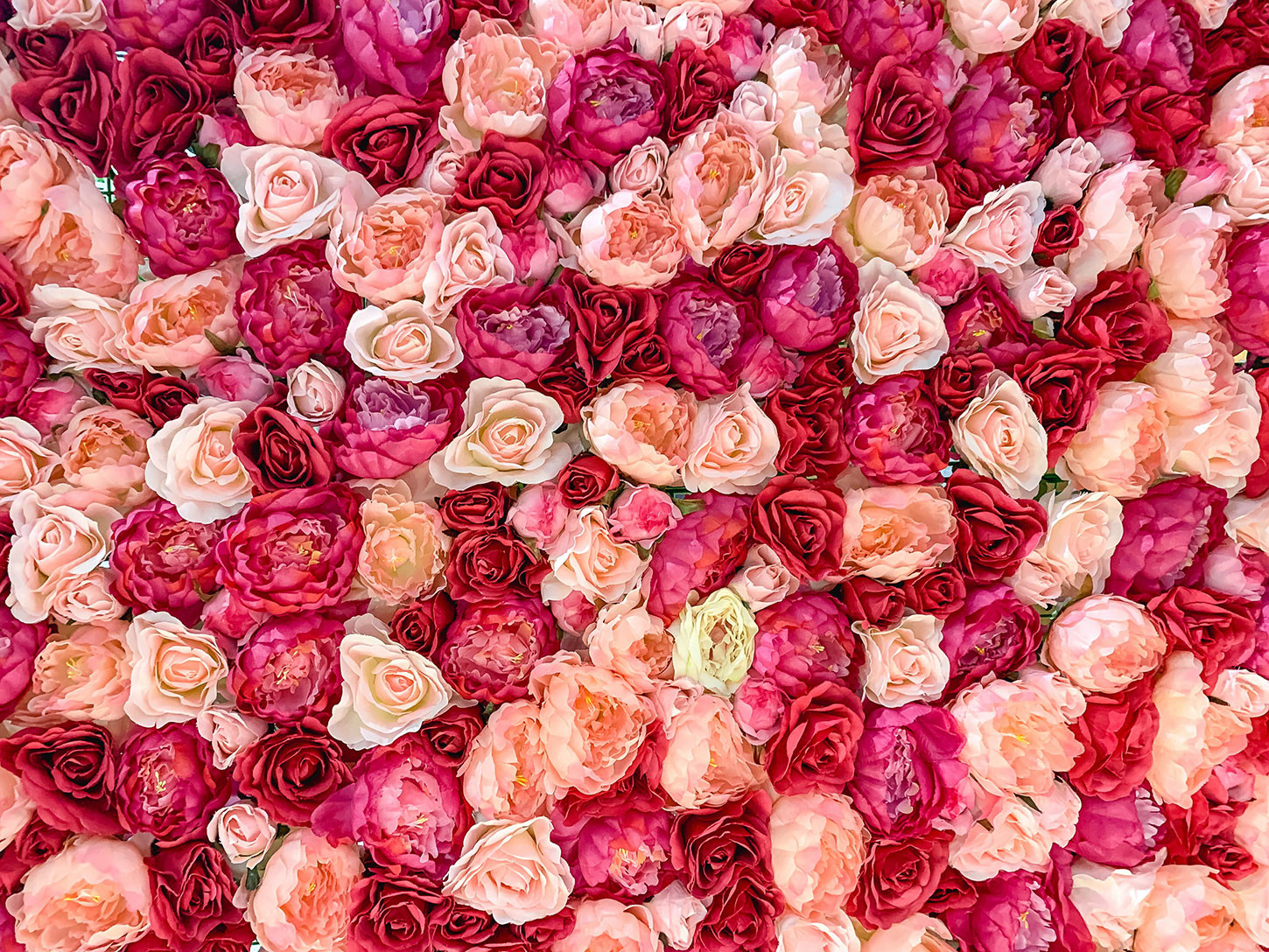La fioritura della Rosa